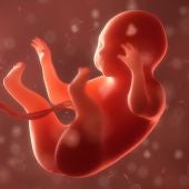 Imagen de un feto en tres dimensiones.