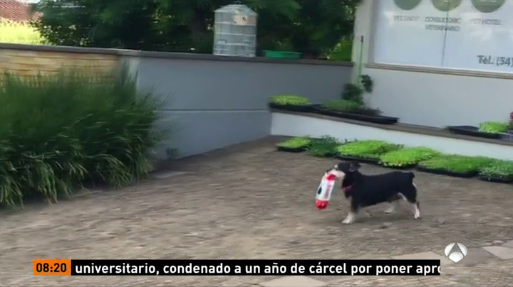 Pituco, el perro que triunfa en Internet por ir él solo a recoger su comida a la tienda de mascotas Pituco, el perro que triunfa en Internet por ir él solo a recoger su comida a la tienda de mascotas
