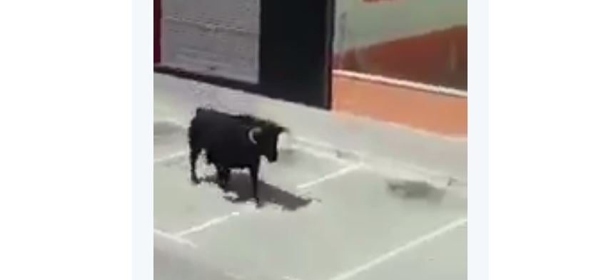 Un hombre de 47 años herido por asta de toro en la capea del Carnaval de Trujillo Un hombre de 47 años herido por asta de toro en la capea del Carnaval de Trujillo