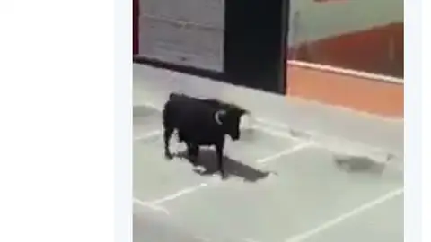 Los gemidos de una mujer mientras graba a un toro que se escapa lo peta en Twitter Los gemidos de una mujer mientras graba a un toro que se escapa lo peta en Twitter