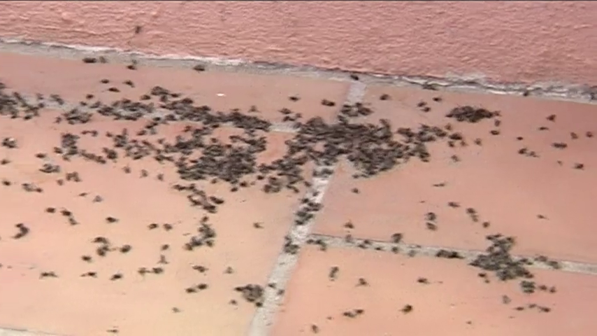 La plaga de moscas se extiende a más de veinte ayuntamientos gallegos La plaga de moscas se extiende a más de veinte ayuntamientos gallegos