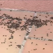 Una plaga de moscas hace la vida imposible Una plaga de moscas hace la vida imposible