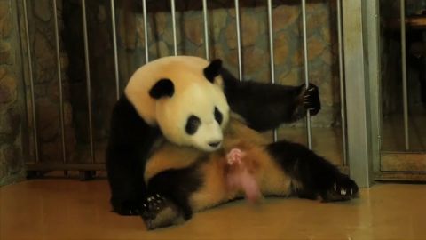 Nacen un macho y una hembra de oso panda gigante en un centro de cr&iacute;a de China