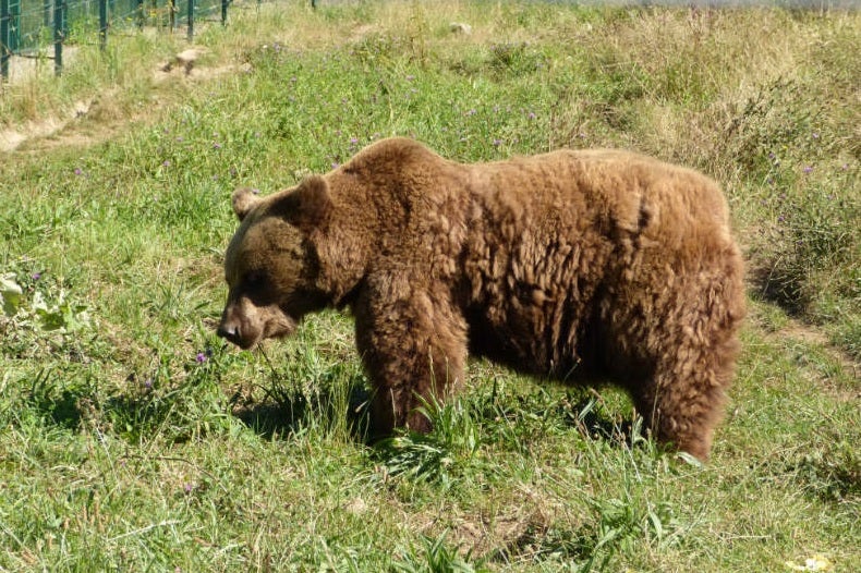 Furaco regresa a Cabárceno Furaco regresa a Cabárceno
