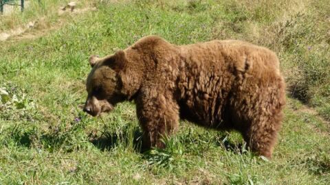 El oso pardo regresa a Cab&aacute;rceno