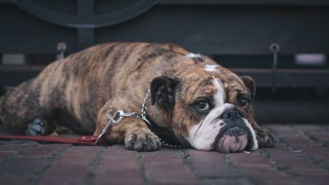 La obesidad tambi&eacute;n afecta a las mascotas de EEUU 