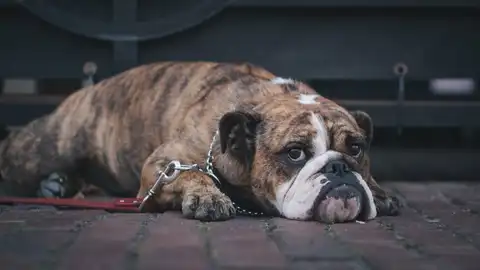 La obesidad también afecta a las mascotas de EEUU La obesidad también afecta a las mascotas de EEUU