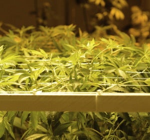 Una plantación de marihuana en una imagen de archivo Una plantación de marihuana en una imagen de archivo