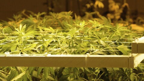 Una plantaci&oacute;n de marihuana en una imagen de archivo