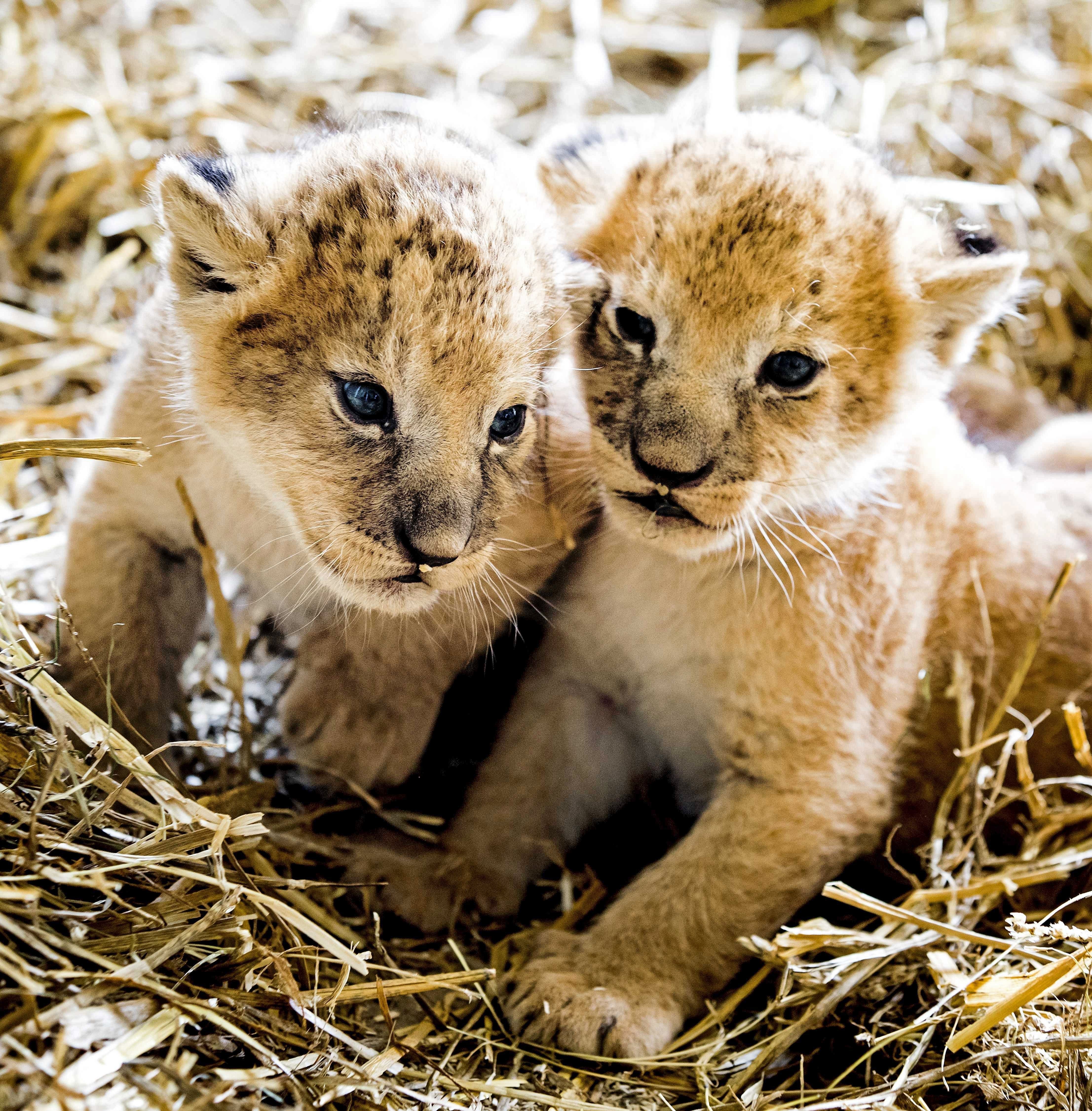 Un Zoo sueco admite haber sacrificado 9 cachorros de león por falta de espacio Un Zoo sueco admite haber sacrificado 9 cachorros de león por falta de espacio