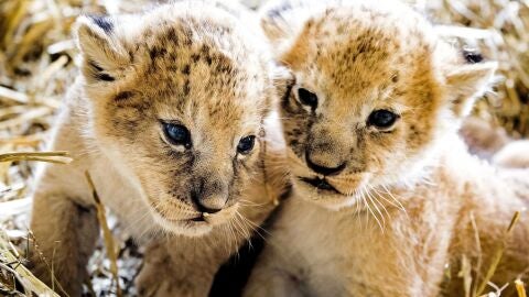 Dos cachorros de le&oacute;n, nacidos el pasado 27 de junio, durante su presentaci&oacute;n en el safari park Beekse Bergen de Hilvarenbeek, Holanda