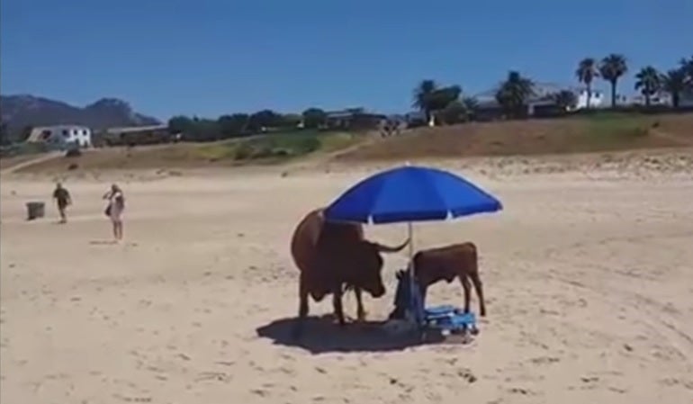 Una vaca y su cría 'se hacen' con una sombrilla para resguardarse del sol en la playa de Bolonia Una vaca y su cría 'se hacen' con una sombrilla para resguardarse del sol en la playa de Bolonia