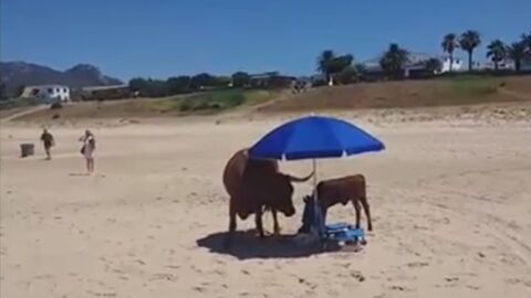 Una vaca y su cr&iacute;a en una playa de Bolonia