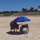 Una vaca y su cría en una playa de Bolonia