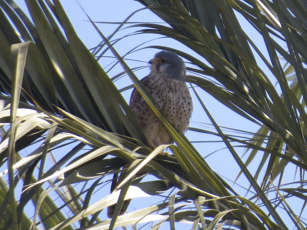 Adenex presenta alegaciones contra la reducción de espacios de la Red Natura 2000 en Extremadura Adenex presenta alegaciones contra la reducción de espacios de la Red Natura 2000 en Extremadura