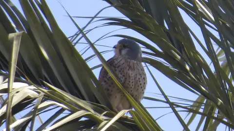 Un ejemplar de Cernícalo sobre la rama de una palmera Un ejemplar de Cernícalo sobre la rama de una palmera