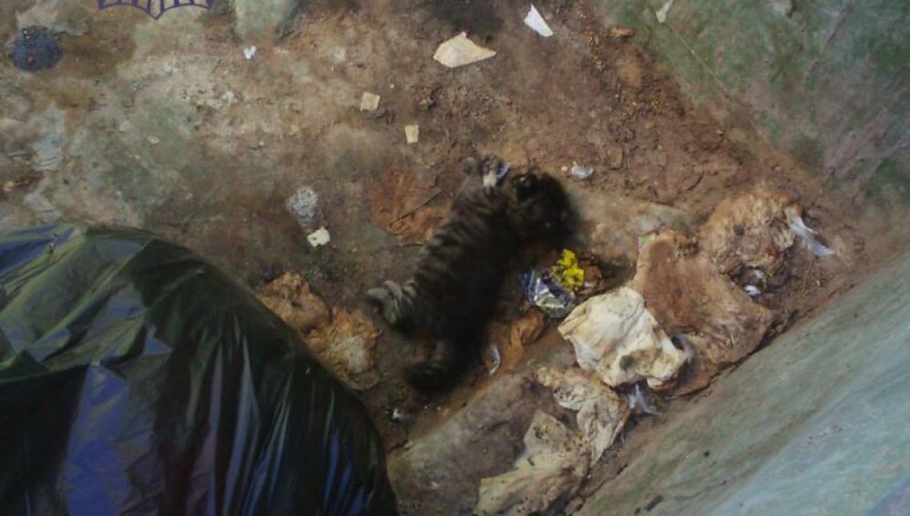 Fotografía facilitada por la Policía Local de Castellón del cachorro de gato en el contenedor