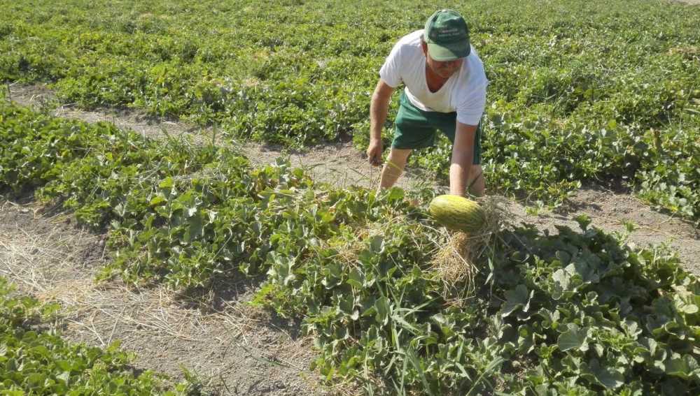 Un agricultor con un melón de Carrizales. 