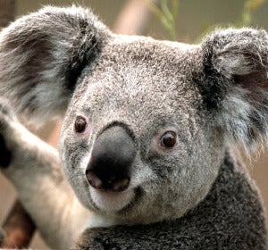 koala koala
