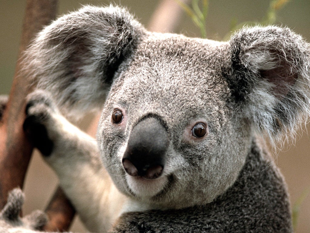 Las autoridades australianas investigan la muerte de un koala que apareció atornillado a un poste Las autoridades australianas investigan la muerte de un koala que apareció atornillado a un poste
