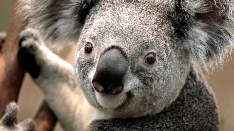 koala