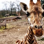 Se han registrado muertes de jirafas golpeadas por un rayo en distintos zoológicos y reservas naturales 