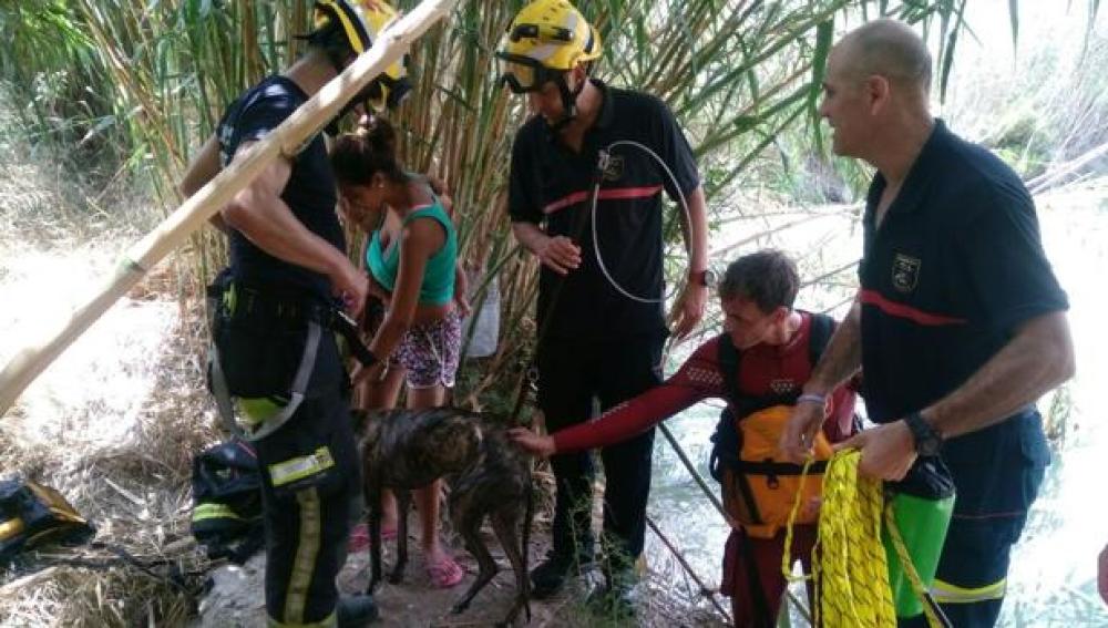 Los bomberos rescatan en Alicante a un galgo que quedó atrapado tres horas en una balsa