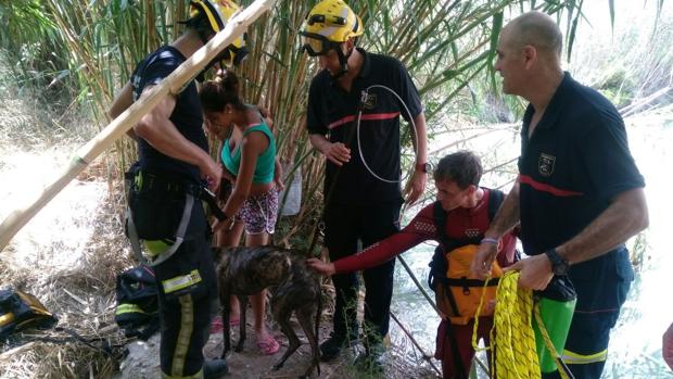 Los bomberos rescatan en Alicante a un galgo que quedó atrapado tres horas en una balsa Los bomberos rescatan en Alicante a un galgo que quedó atrapado tres horas en una balsa