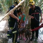 Los bomberos rescatan en Alicante a un galgo que quedó atrapado tres horas en una balsa
