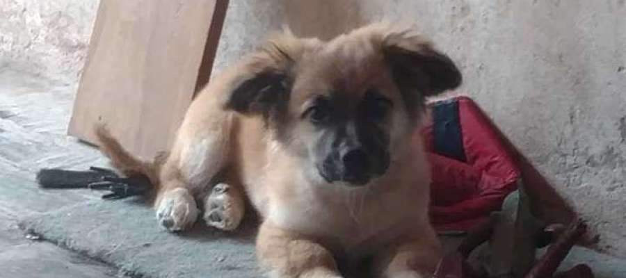 Orejón, el perro que encontró a un bebé abandonado en una bolsa en Buenos Aires Orejón, el perro que encontró a un bebé abandonado en una bolsa en Buenos Aires