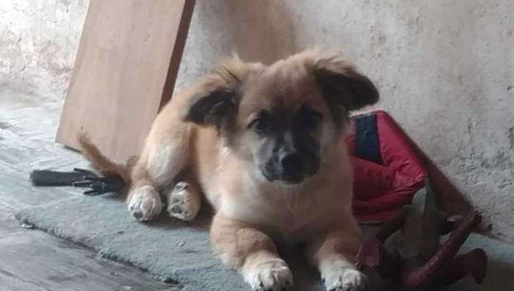 Orejón, el perro que encontró a un bebé abandonado en una bolsa en Buenos Aires