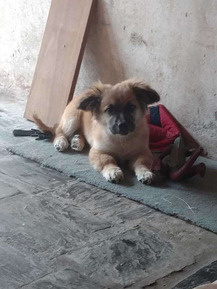 Un perro encuentra a un bebé abandonado en una bolsa Un perro encuentra a un bebé abandonado en una bolsa