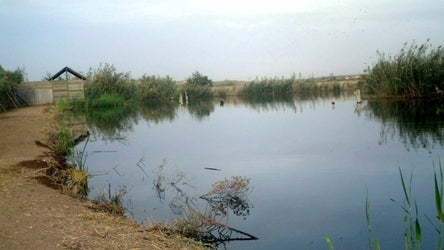 La UMH y Aigües d’Elx renuevan su compromiso con el estudio de las aves del Clot de Galvany La UMH y Aigües d’Elx renuevan su compromiso con el estudio de las aves del Clot de Galvany