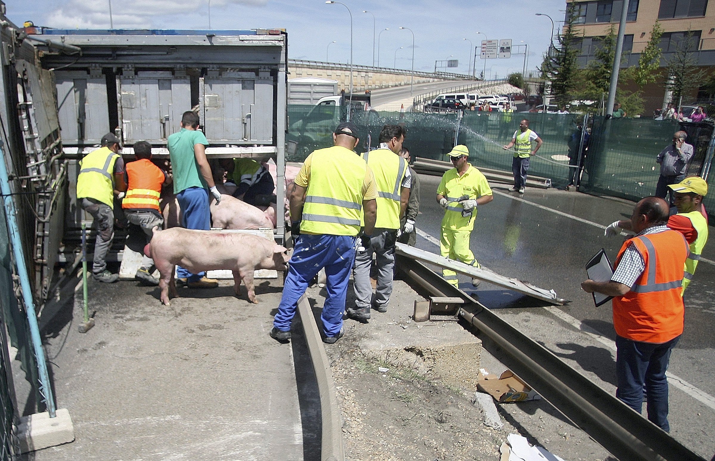El sector porcino está recuperando la producción en la provincia de Segovia El sector porcino está recuperando la producción en la provincia de Segovia