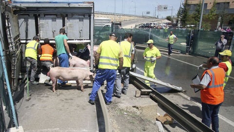 Efectivos del servicio veterinario de la Junta de Castilla y Le&oacute;n agrupando al ganado porcino