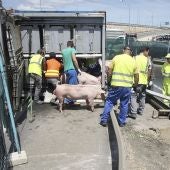 Efectivos del servicio veterinario de la Junta de Castilla y León agrupando al ganado porcino