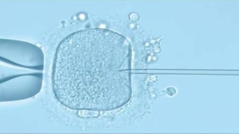 EE.UU. aplica edici&oacute;n gen&eacute;tica a embriones humanos
