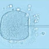 Edición genética a embriones humanos