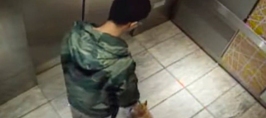 Un joven que le propinó una paliza a su perro de diez meses en un ascensor queda en libertad condicional Un joven que le propinó una paliza a su perro de diez meses en un ascensor queda en libertad condicional