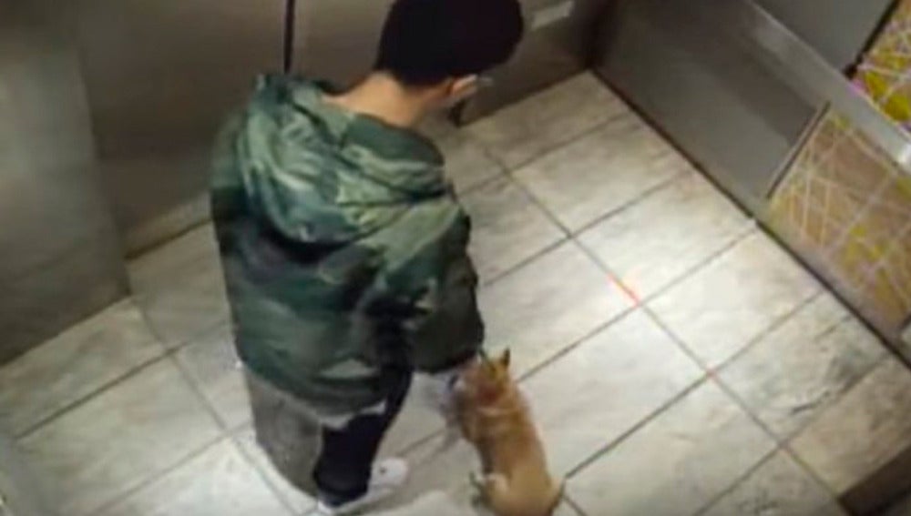 Un joven que le propinó una paliza a su perro de diez meses en un ascensor queda en libertad condicional