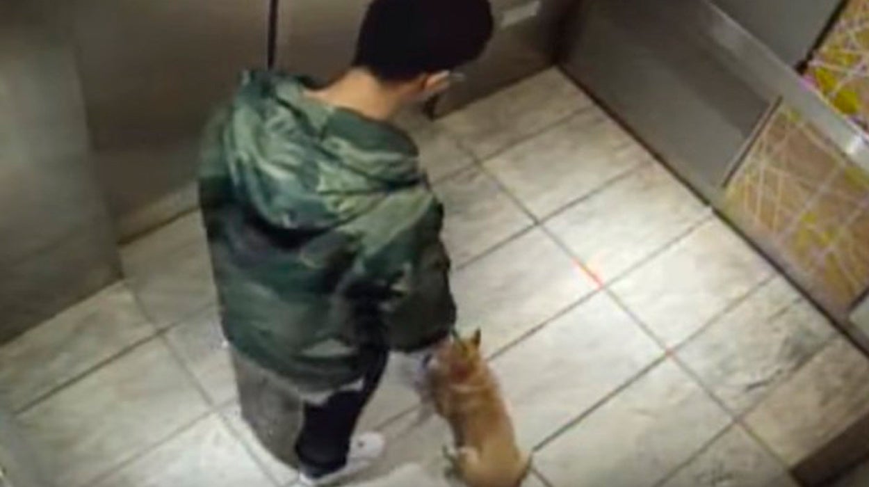 Un joven que le propinó una paliza a su perro de diez meses en un ascensor queda en libertad condicional Un joven que le propinó una paliza a su perro de diez meses en un ascensor queda en libertad condicional