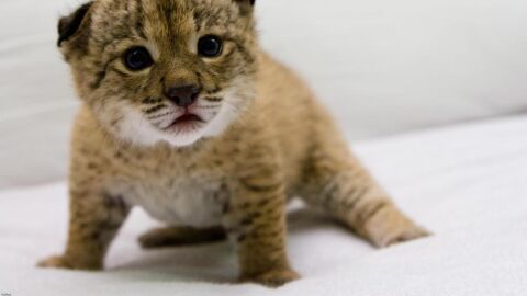Imagen de archivo de un cachorro de lince ib&eacute;rico