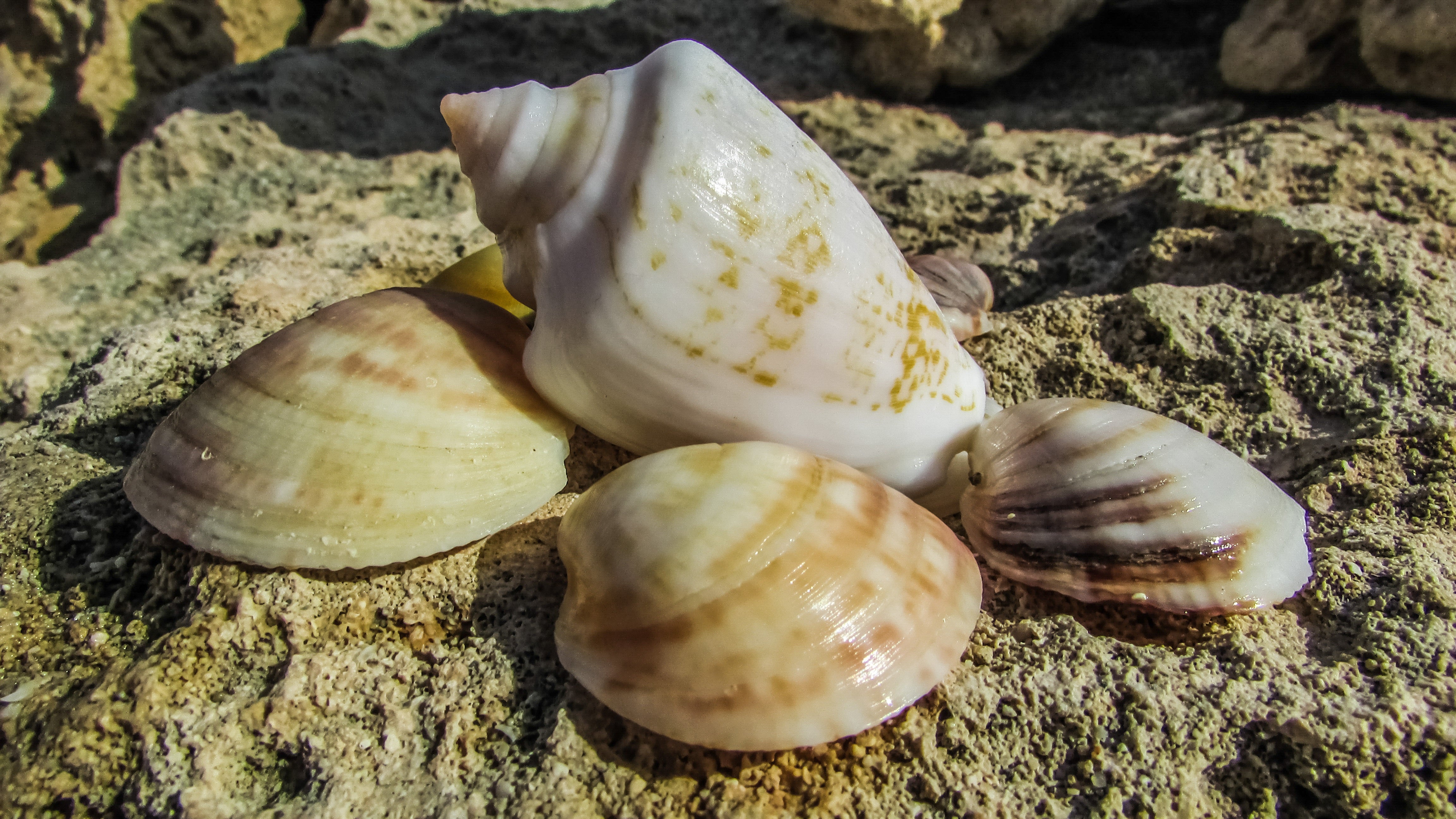La vida sin sexo: ¿Ventaja o lastre evolutivo? La vida sin sexo: ¿Ventaja o lastre evolutivo?