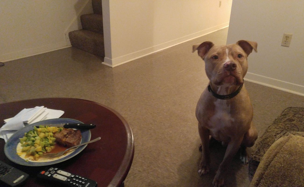 ¿Por qué mi perro gime con la comida? ¿Por qué mi perro gime con la comida?