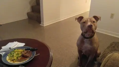 El perro de Bree sentado junto a su comida favorita El perro de Bree sentado junto a su comida favorita