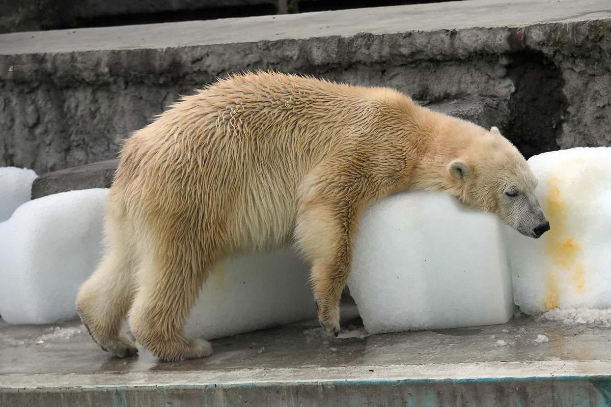 "Así de crueles somos", la denuncia de un fotógrafo al ver un oso polar a 40 grados en un zoo de Budapest "Así de crueles somos", la denuncia de un fotógrafo al ver un oso polar a 40 grados en un zoo de Budapest