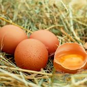 Huevos, imagen de archivo