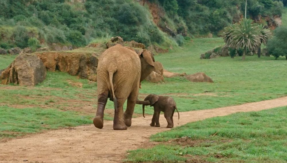Imagen de un elefante africano junto a su cría en el Parque de la Naturaleza de Cabárceno