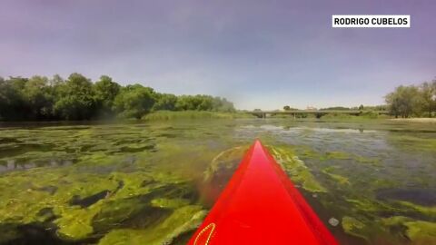 La sequ&iacute;a y el calor agudizan la alta contaminaci&oacute;n del r&iacute;o Tajo 