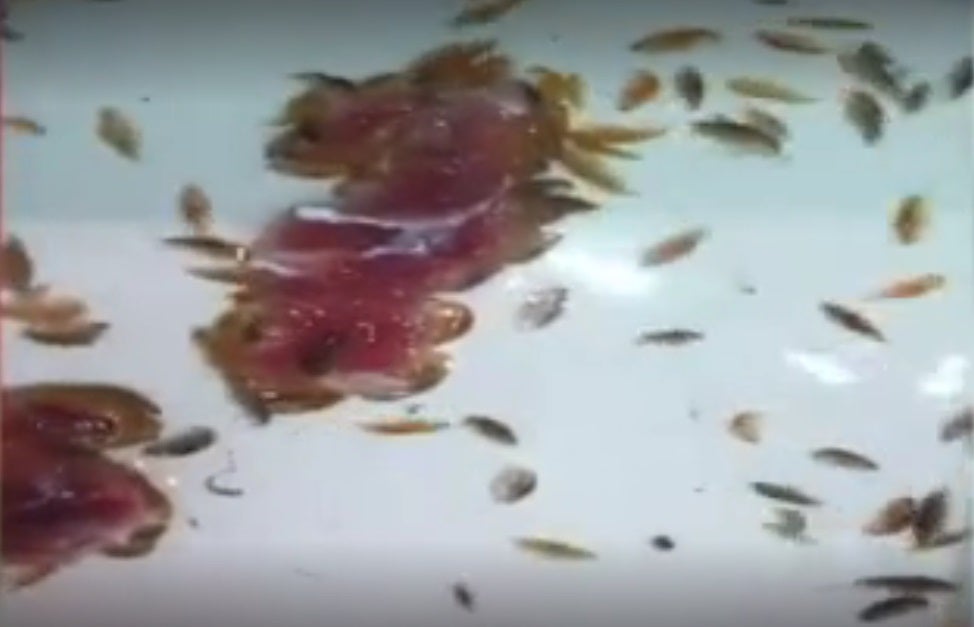 Resuelven el misterio de las criaturas marinas que comen carne humana y sembraron el pánico en Australia Resuelven el misterio de las criaturas marinas que comen carne humana y sembraron el pánico en Australia